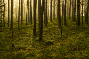 Real is beautiful. Fresh early morning mist in the forest. Beautiful sunrise in the woods with a fog. 