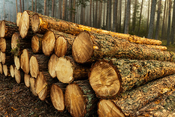 Real is beautiful. Fresh early morning mist in the forest. Beautiful sunrise in the woods cutting area with a fog. Felling of trees. Cut trees in a row. Forest protection concept.