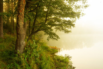Fototapeta na wymiar Real is beautiful. Fresh early morning mist in the forest with a lake or river. Beautiful sunrise in the woods with a fog and lake. 