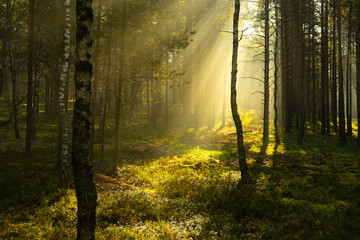 Real is beautiful. Fresh early morning mist in the forest. Beautiful sunrise in the woods with a fog. 