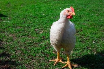Chickens walk on the grass