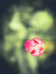 Pink tulip against green background