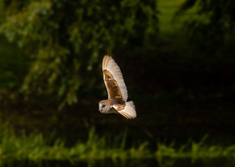 Fototapeta premium Barn Owl Wing Span