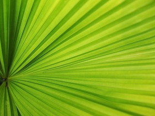 Obraz premium light green palm leaf pattern 