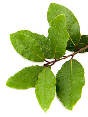 Obraz premium fresh green laurel leaves on top of a white background.