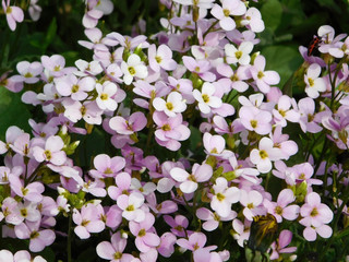 Pink arabis alpina flowers.