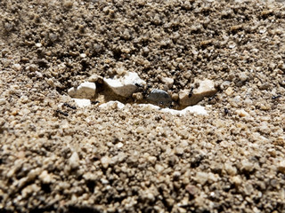 Plan rapproché d'un nid de fourmis