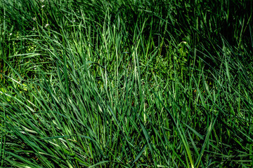 Green plants near the old fence