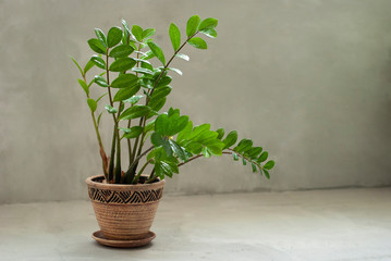 Beautiful Zamioculcas home plant growing in natural clay earthen flower pot on concrete on gray background. Copy space.