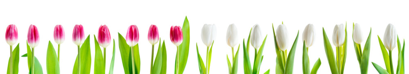 set of pink and white tulips isolated