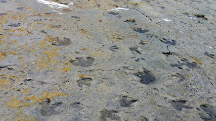 Dinosaur footprints, Dinosaur Ridge, Colorado, USA