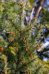 old cones on the pine tree