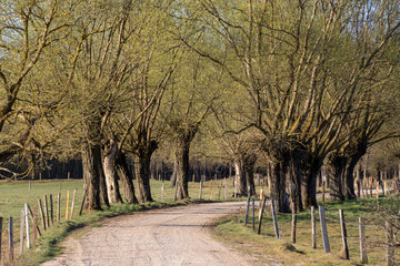 Poranek w Dolinie Narwi. Rzeka Narew. Podlaskie wierzby, Polska