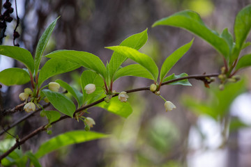 Blooming magnolia-vine in the garden