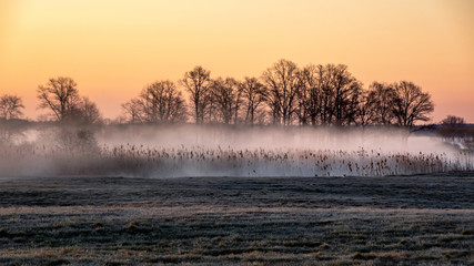 Poranek w Dolinie Narwi. Rzeka Narew. Podlaskie wierzby, Polska © podlaski49