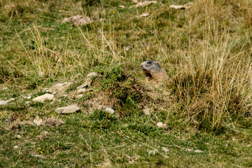 Marmotta al Parco Nazionale dello Stelvio