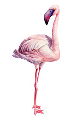 Fototapeta premium flamingo bird, isolated background, watercolor drawings