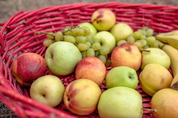 Red basket and fruits on the yellow grass in autumn outdoor. Apples, bananas and grapes in a basket, top, front view. Fresh juicy citrus fruits in a basket on a wooden background