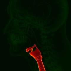 3D Illustration Human Respiratory System Anatomy (LARYNX)