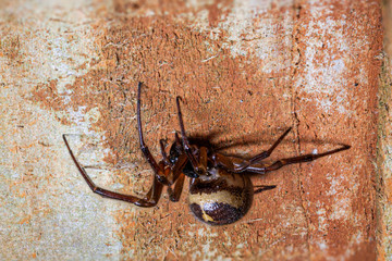 False widow, Steatoda nobilis, spider, resting on wooden slats