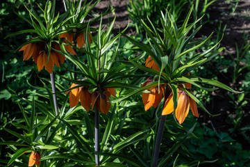 Yellow flowers near the fence