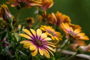 Kapkörbchen, Osteospermum ecklonis, Makro der afrikanischen Daisy Osteospermum ecklonis, Echinacea...