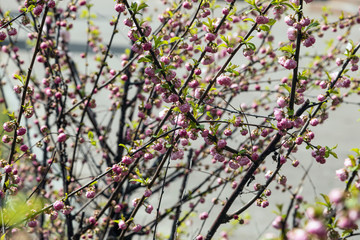 Flowering Prunus triloba. Beautiful, small, pink flowers and young green leaves on long branches. The beauty of the spring season.