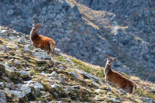 Cervi, parco nazionale dello Stelvio