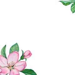 flowers and leaves of an apple tree on a white background, watercolor drawing, greeting card with pink flowers