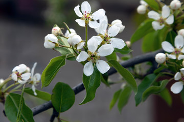 Obraz premium Pear flowers. Beautiful white flowers close-up on the branches of a pear tree. Selective focus.