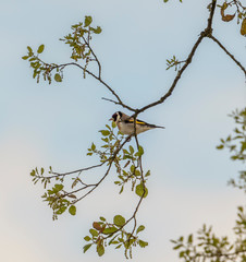 bird on a branch