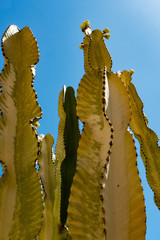 CANARIAN CACTUS