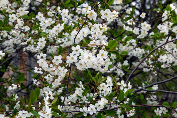 Cherry blossom in spring. Beautiful white blooming cherry flowers close-up in sunny weather. Selective focus.