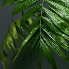 water drop on tropical palm leaf, dark green foliage background