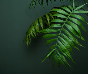 Tropical palm leaves and their shadows on a green background