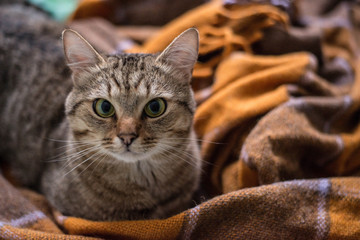 The cat is sitting on an orange blanket