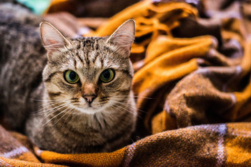 The cat is sitting on an orange blanket