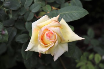 Rose jaune en fleur au printemps - Ville de Corbas - Département du Rhône - France