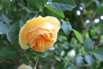 Rose jaune en fleur au printemps - Ville de Corbas - Département du Rhône - France