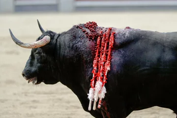 Selbstklebende Fototapeten Bullfight in Spain © KABUGUI