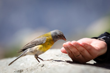 Bird yellow eating