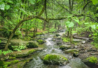 Scenic View Of River Amidst Trees In Forest