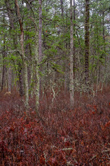 Lichen and Moss covered trees growing wild in New Jersey's Wharton State Forest