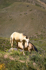 Horses white in the mountain
