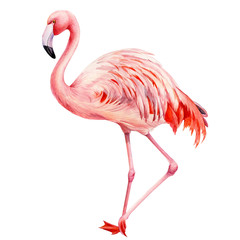 flamingo bird, isolated background, watercolor drawings