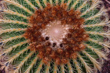 ECHINOCACTUS GRUSONII