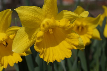 Fototapeta premium Field Of Bright Yellow Daffodils In The Sun