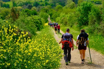 Fotobehang Toscane Pilgrims walking on the path to San Gimignano trough woods and yellow bushes. Solo Backpacker Trekking on the Via Francigena from Lucca to Siena. Walking between nature, history, churches,  © Claudio