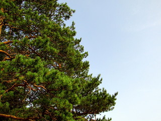 A pine tree with green branches against a blue sky