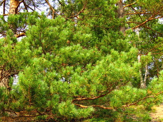 A pine tree with green branches against a blue sky